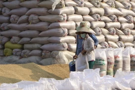 Xuất khẩu gạo của Việt Nam vẫn đạt được những kết quả tích cực. (Nguồn: TTXVN)