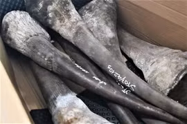 Lực lượng chức năng kiểm tra lô hàng, phát hiện hơn 138kg sừng động vật nghi là sừng tê giác, hơn 3,1 tấn xương động vật nghi là xương của động vật hoang dã quý hiếm. (Ảnh: TTXVN phát)