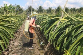 Chăm sóc thanh long tại Tiền Giang. (Ảnh: Minh Trí/TTXVN)