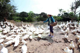 Ảnh minh họa. (Nguồn: TTXVN)