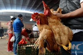 Ảnh minh họa. (Nguồn: Tân Hoa xã)