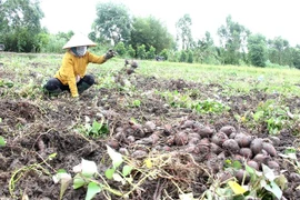 Nông dân xã Thành Trung, huyện Bình Tân, tỉnh Vĩnh Long thu hoạch khoai lang. (Ảnh: Lê Thúy Hằng/TTXVN)