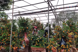 Vựa quất Tứ Liên đảm bảo phòng chống dịch cho người tham quan, mua sắm quất dịp Tết Nguyên đán Tân Sửu 2021. (Ảnh Mạnh Khánh/Vietnam+)