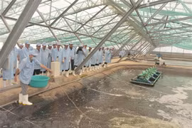 Tôm được nuôi theo mô hình siêu thâm canh ứng dụng công nghệ cao ở Bạc Liêu. (Ảnh: Chanh Đa/TTXVN)