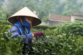 Thu hoạch chè búp tươi. (Ảnh: Trọng Đạt/TTXVN)