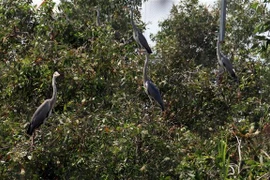 Các loài chim được cứu hộ nuôi nhốt tại trung tâm. (Ảnh: Lê Sen/TTXVN)