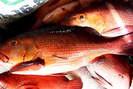 Người dân không nên thử các động vật lạ, nhất là cá nóc hay một số loại cá hồng. (Ảnh minh họa).