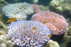 Rạn san hô Great Barrier ở đảo Orpheus, Australia. (Ảnh: AFP/TTXVN)