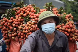 Niềm vui của người nông dân chở những chuyến vải sớm cuối cùng tới các điểm cân tại xã Phượng Sơn, huyện Lục Ngạn, tỉnh Bắc Giang. (Ảnh: Danh Lam/TTXVN)