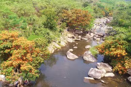 Hàng cây trang rừng mọc hai bên bờ suối Tà Má. (Ảnh: Tường Quân/TTXVN)