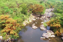 Hàng cây trang rừng mọc hai bên bờ suối Tà Má. (Ảnh: Tường Quân/TTXVN)