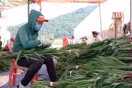 Hoa layơn được phân loại tại một vựa thu mua hoa trên địa bàn xã Hiệp An (Đức Trọng) trước khi chuyển đi tiêu thụ ở các tỉnh, thành trong nước. (Ảnh: Nguyễn Dũng/TTXVN)