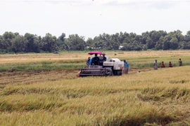 Thu hoạch lúa Hè Thu ở xã Long Thạnh, huyện Giồng Riềng, tỉnh Kiên Giang. (Ảnh: Lê Huy Hải/TTXVN)