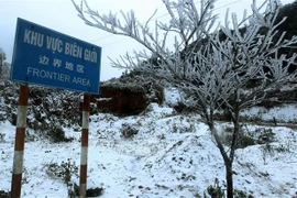 Tuyết rơi phủ trắng cành cây tại xã Y Tý, huyện Bát Xát, tỉnh Lào Cai. (Ảnh: Quốc Khánh/TTXVN)