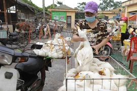 Tiểu thương đến mua gia cầm tại chợ. (Ảnh: Vũ Sinh/TTXVN)