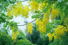 Muồng hoàng yến với sắc vàng đặc trưng được trồng xen kẽ với nhiều loại cây khác nhau trên đường phố Hòa Bình. (Ảnh: Trọng Đạt/TTXVN)