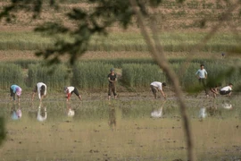 Nông dân Triều Tiên. (Nguồn: AFP)