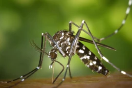 Muỗi lây truyền các bệnh như chikungunya, sốt xuất huyết và Zika. (Nguồn: wwmedgroup)