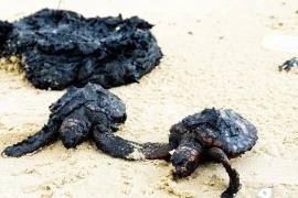 Xác rùa bị bao phủ bởi hắc ín. (Nguồn: The Cost Patrol)