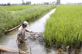 Thu hoạch tôm nuôi trên đất lúa. (Ảnh: Huỳnh Sử/TTXVN)