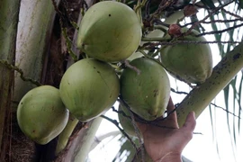 Ảnh minh họa. (Nguồn: TTXVN)