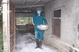 Người dân rắc vôi bột tiêu độc, khử trùng quanh chuồng trại chăn nuôi. (Ảnh: Thùy Dung/TTXVN)