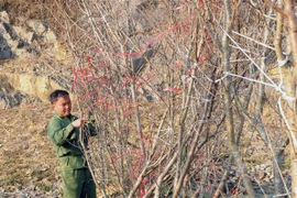 Gia đình anh Giàng A Sông, ở bản Chiềng Đi 2, xã Vân Hồ (Vân Hồ, Sơn La) buộc đào chờ bán. (Ảnh: Quang Quyết/TTXVN)