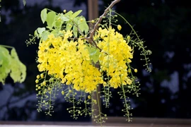 Dook Khoun, loài hoa báo Tết vào mỗi dịp Bun Pi Mày. (Ảnh: Phạm Kiên/Vietnam+)