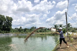  Anh Phạm Văn Phong cho cá rô phi ăn. (Ảnh: Hoàng Nhị/TTXVN)