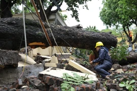 Cây to có đường kính khoảng 70cm bật gốc đè sập tường, chắn ngang phố Hỏa Lò.