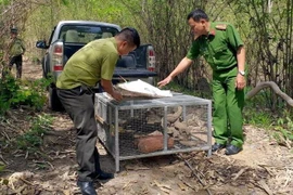 Lực lượng chức năng tỉnh Đắk Nông thả kỳ đà vân về môi trường tự nhiên. (Ảnh: TTXVN phát)