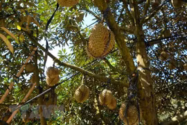 Ảnh minh họa. (Nguồn: TTXVN)