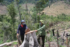 Những diện tích rừng bị tàn phá tại tiểu khu 704, xã Cư Bông, huyện Ea Kar, tỉnh Đắk Lắk. (Ảnh: TTXVN)