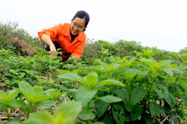Chị Bùi Thị Duyên thu hoạch cây dược liệu. (Ảnh: Thế Duyệt/TTXVN)