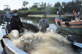 Ngư dân gỡ mẻ cá sau vài tiếng đánh bắt. (Ảnh: Hoàng Nhị/TTXVN)