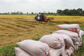 Nông dân thị xã Long Mỹ (Hậu Giang) thu hoạch lúa Đông Xuân 2020-2021. (Ảnh: TTXVN)