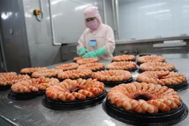 Chế biến tôm xuất khẩu. (Ảnh: Huỳnh Anh/TTXVN)