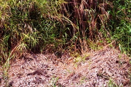 Lớp thực bì dày nhiều mét dưới tán rừng U Minh Hạ bị khô khiến cho rừng dễ cháy và khi cháy rất khó để dập tắt. (Ảnh: Huỳnh Thế Anh/TTXVN)