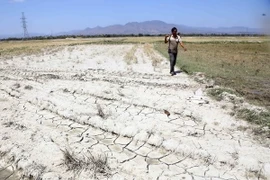 Cánh đồng lúa thị trấn Phước Dân, huyện Ninh Phước, Ninh Thuận phải dừng sản xuất vụ Đông Xuân do thiếu nguồn nước. (Ảnh: Minh Quyết/TTXVN)