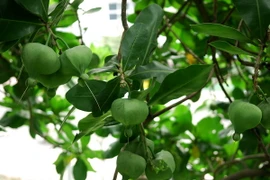 Quả của cây bàng vuông. (Ảnh: Mạnh Linh/TTXVN)