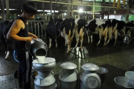 Lọc và trữ sữa vào bình để đưa đi tiêu thụ. (Ảnh minh họa: Mạnh Linh/TTXVN)