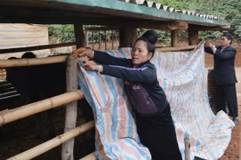 Người dân bản Tò Lọ, xã Chiềng Đen, thành Phố Sơn La, căng bạt che kín chuồng trại chống rét cho gia súc. (Ảnh: Công Luật/TTXVN)