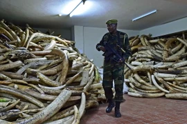 Cảnh sát gác bên số ngà voi thu giữ trong chiến dịch chống buôn lậu các sản phẩm động vật hoang dã quý hiếm tại Nairobi. (Nguồn: AFP/TTXVN)