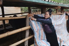 Người dân bản Tò Lọ, xã Chiềng Đen, thành phố Sơn La, căng bạt che kín chuồng trại chống rét cho gia súc. (Ảnh: Công Luật/TTXVN)