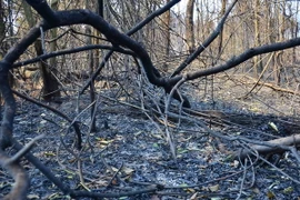 (Ảnh minh họa: Quốc Hùng/TTXVN)