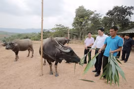 Nhờ vay vốn chính sách mà nhiều hộ đồng bào ở thôn Nậm Chim 1, xã Si Pa Phìn, huyện Nậm Pồ đã thay đổi hẳn cuộc sống. (Ảnh: CTV/Vietnam+)