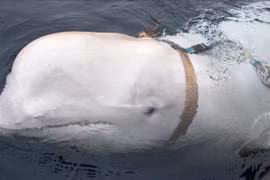Pháp phát hiện cá voi trắng Beluga đi lạc trên sông Seine