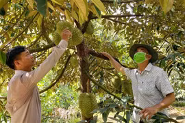 Bình Phước quản lý mã vùng trồng để tăng giá trị cây sầu riêng