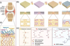 Trung Quốc phát triển sụn khớp nhân tạo có tính ứng dụng cao