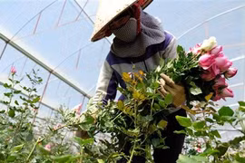 Đà Lạt cung ứng gần 200 triệu cành hoa cho thị trường Tết Nguyên đán